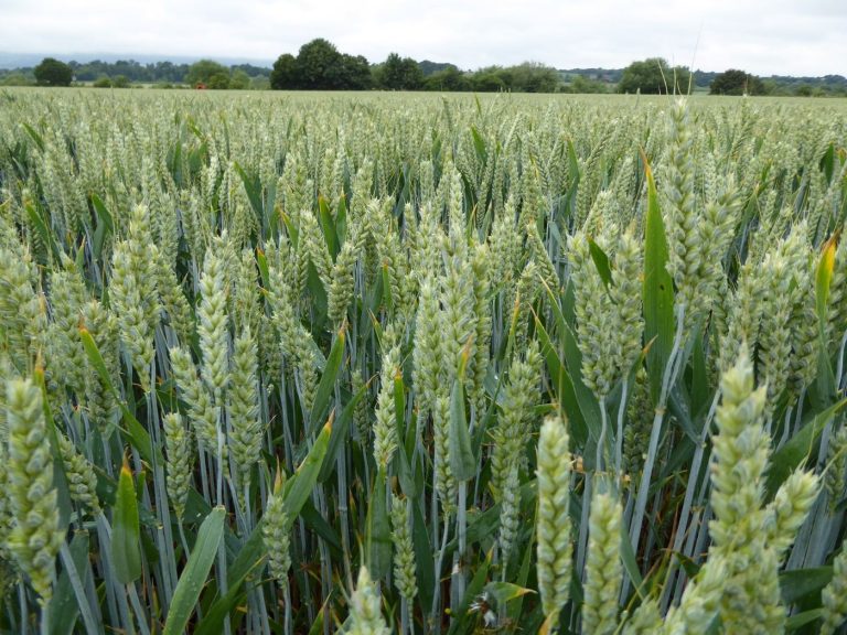 Farmers Turn to Soil Sensors to Save Every Drop Green crops growing in a farm field.